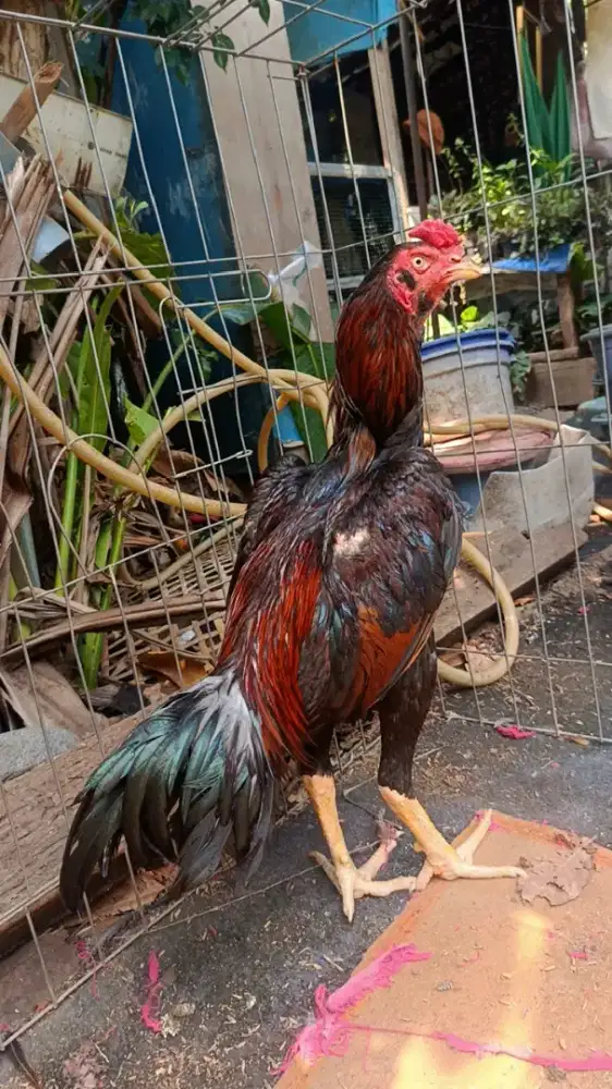 Ayam bangkok 8 bulan