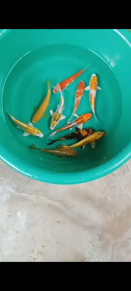 Koi mix  antikan