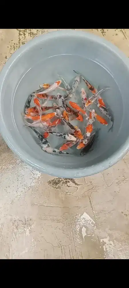 Koi mix  Bibit 30 ekor Joss