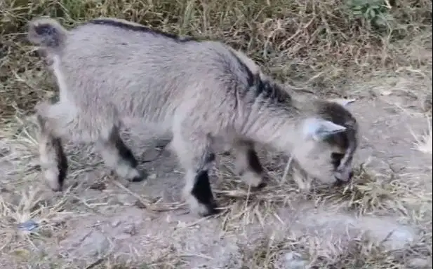 sepasang kambing pygmi asli 3-4 bln TB 30cm exotik lucu menggemaskan