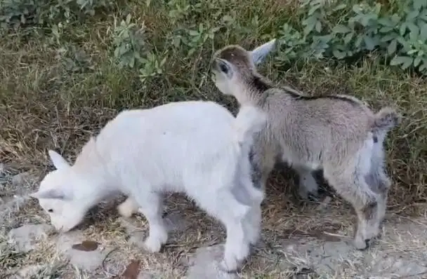 sepasang kambing pygmi asli 3-4 bln TB 30cm exotik lucu menggemaskan