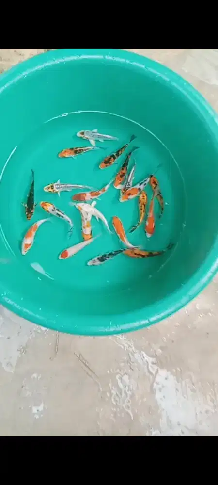 Koi mix joss 20 ekor
