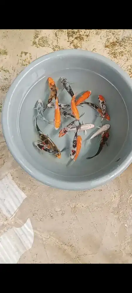 Koi mix 20 ekor
