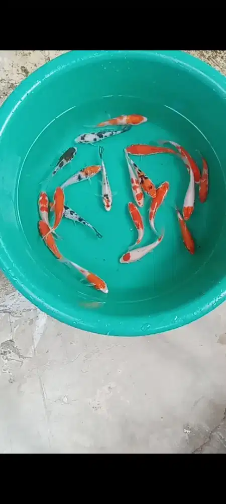Koi mix 20 ekor