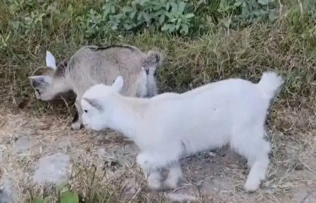 sepasang kambing pygmi 3-4 bulanan mini kerdil asli TB 30cm exotik top
