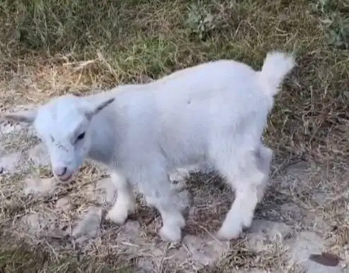 sepasang kambing pygmi 3-4 bulanan mini kerdil asli TB 30cm exotik top