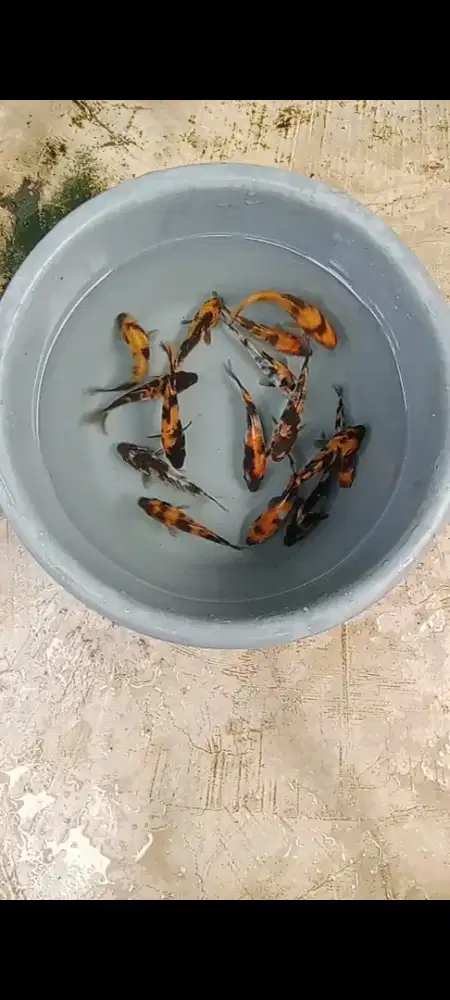 Koi Showa uthusuri 15 ekor