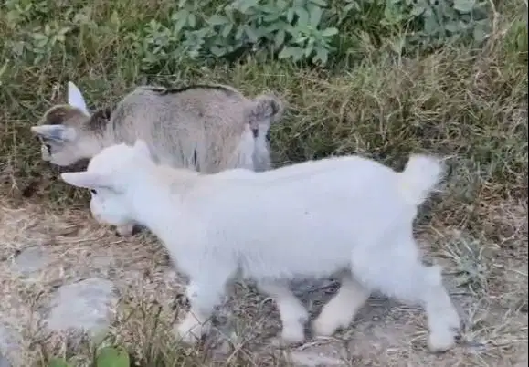 sepasang kambing mini pygmi 3-4 bln TB 30cm asli kerdil exotik unik ok