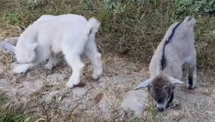 sepasang kambing mini pygmi 3-4 bln TB 30cm asli kerdil exotik unik ok