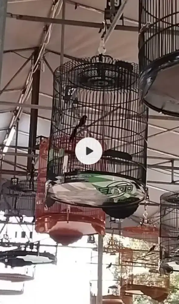Murai klar mabung/prestasi