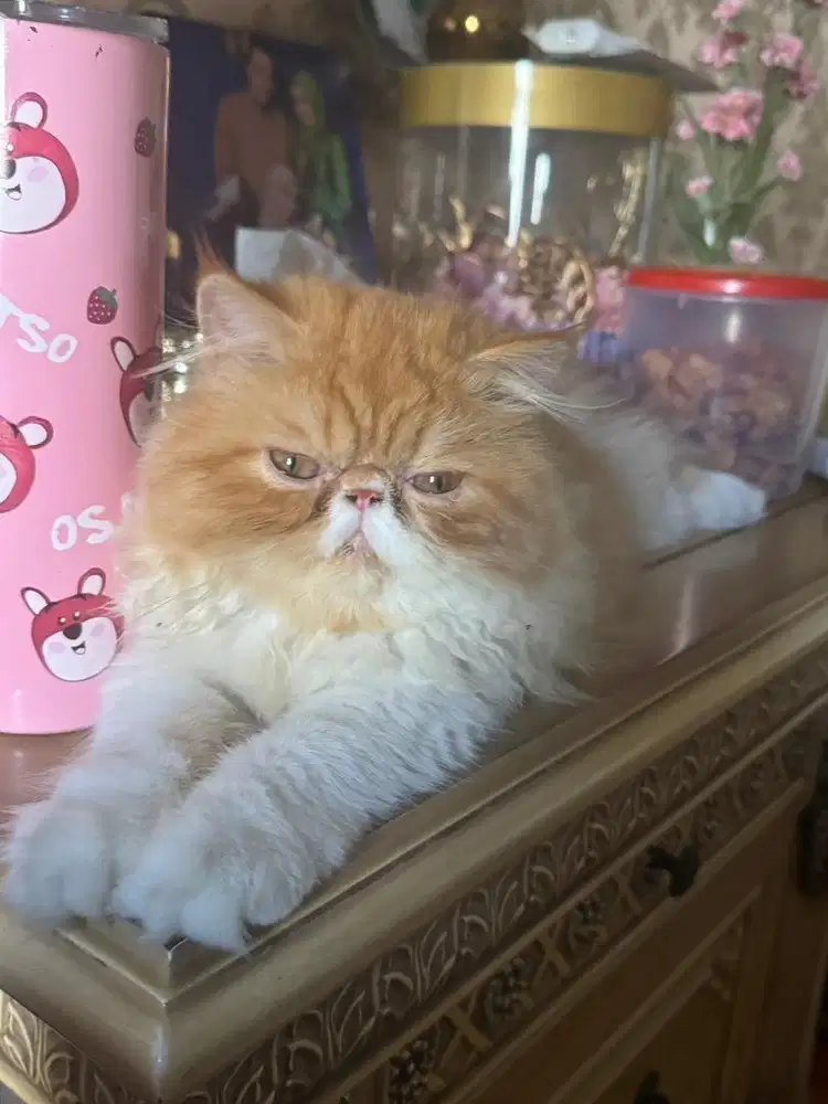 kucing persia peaknouse