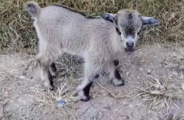 sepasang kambing mini pygmi 3-4 bln TB 30cm exotik unik asli original