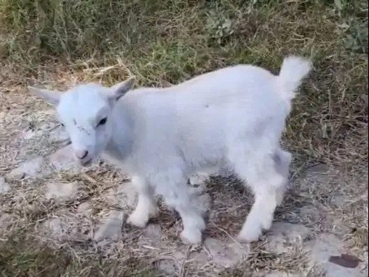 sepasang kambing mini pygmi 3-4 bln TB 30cm exotik unik asli original