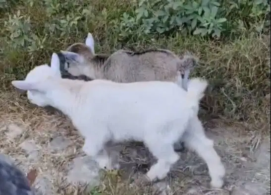 sepasang kambing mini pygmi 3-4 bln TB 30cm exotik unik asli original