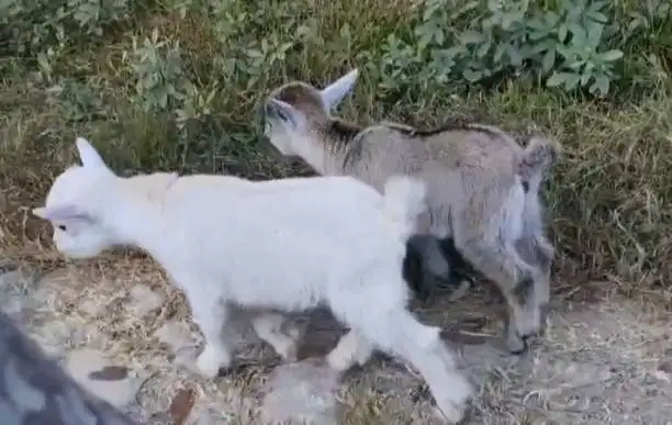 sepasang kambing mini pygmi asli ori 3-4 bln TB 30cm exotik unik puas