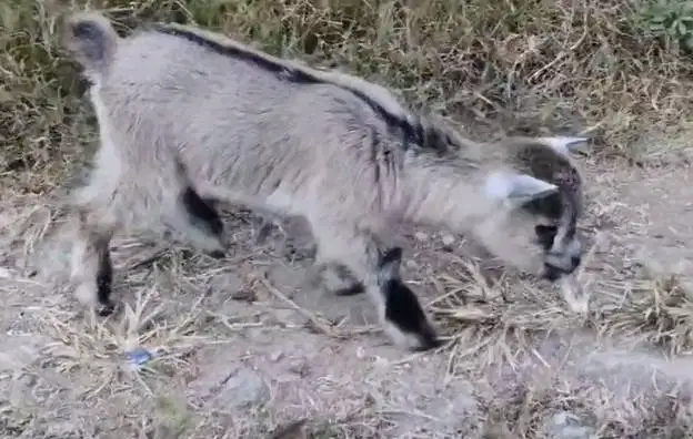 sepasang kambing mini pygmi asli ori 3-4 bln TB 30cm exotik unik puas