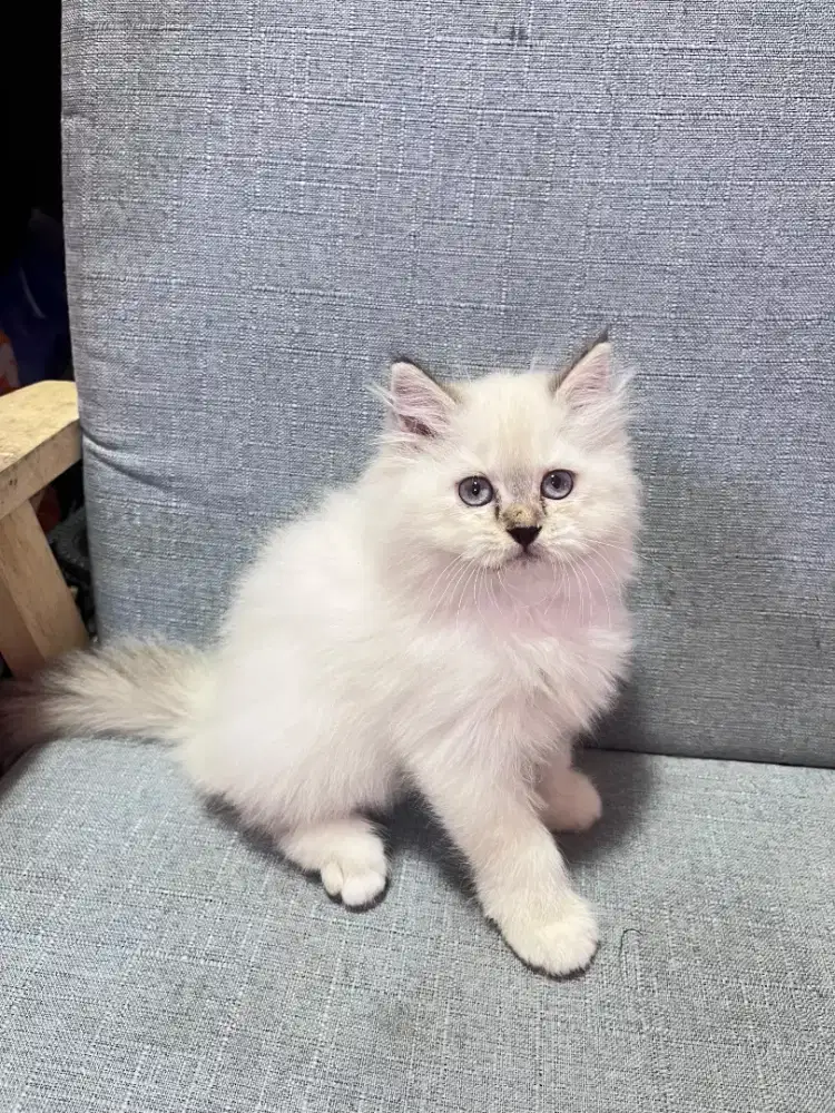 kucing kitten anakan anggora persia himalaya ragdoll mainecoon