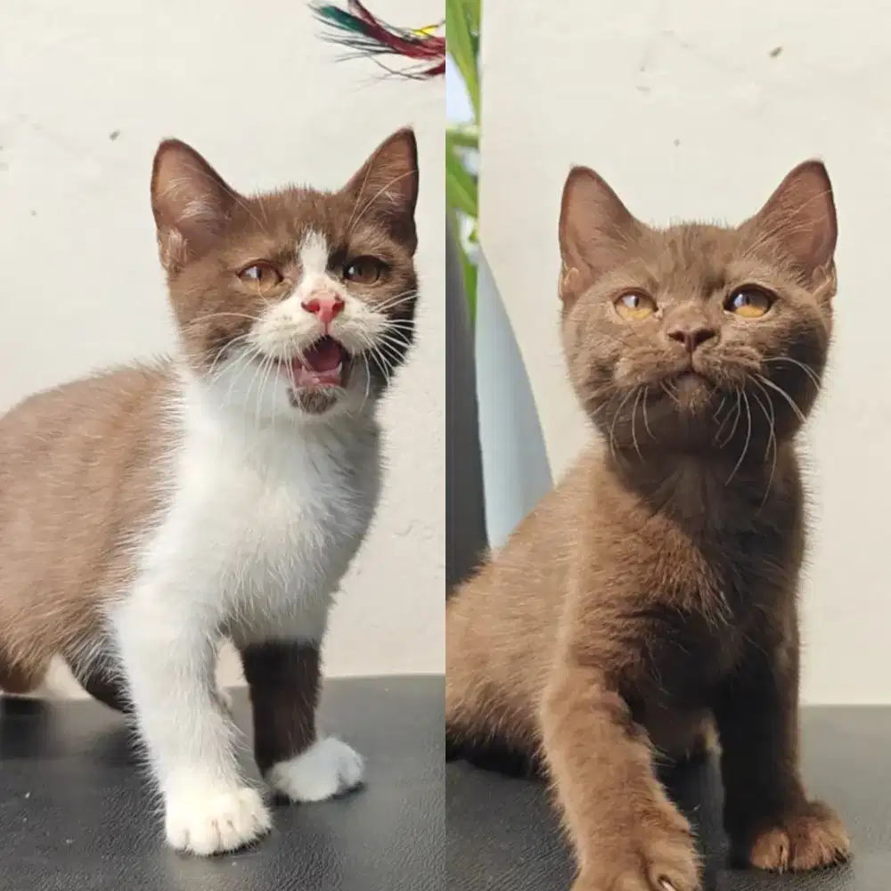 Kucing Bsh british shorthair
