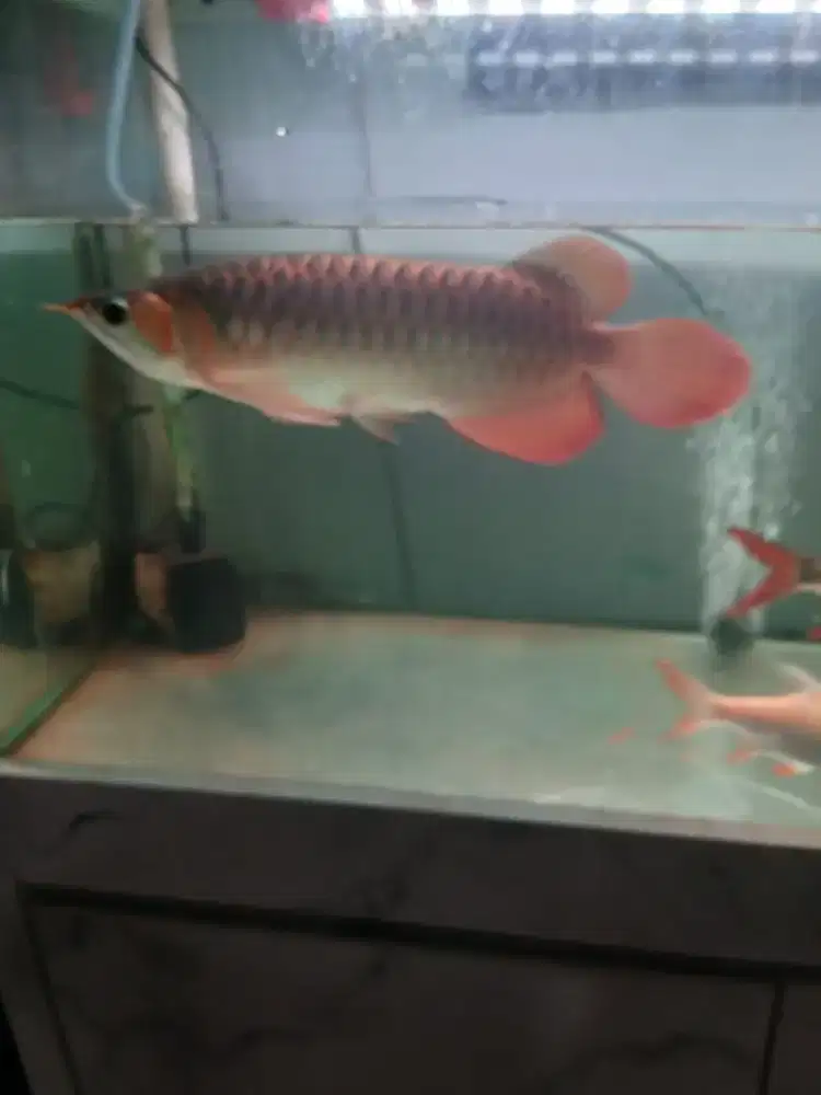 Arwana super red ITL
