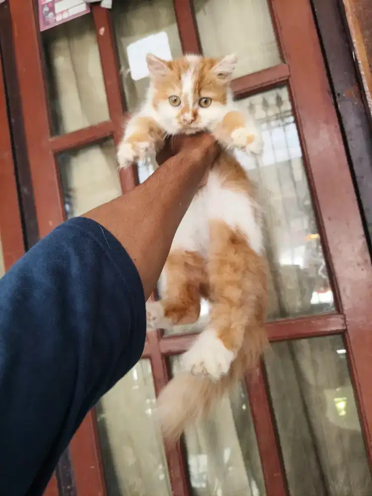 Persia betina 3 bulan
