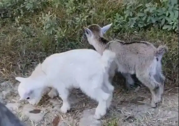 sepasang kambing mini pygmi 3-4 bln TB 30cm exotik asli ori kerdil top