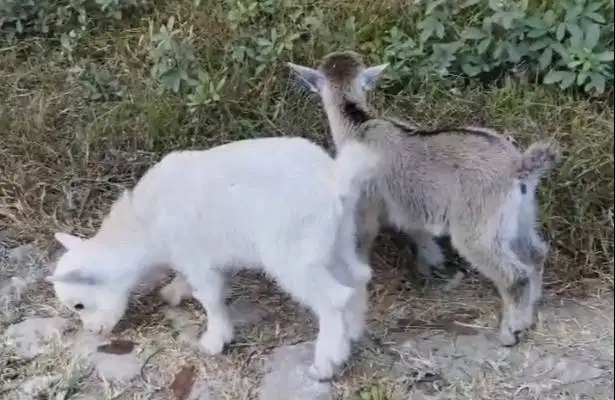 sepasang kambing mini pygmi 3-4 bln TB 30cm exotik asli kerdil rawatan