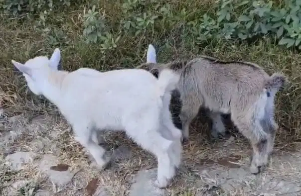 sepasang kambing mini pygmi 3-4 bln TB 30cm exotik asli kerdil rawatan