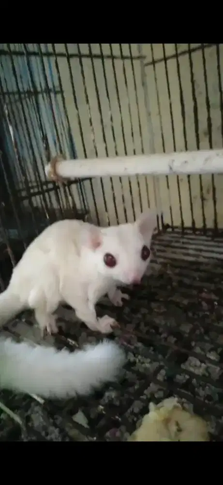 Indukan hamil sugar glider creamino