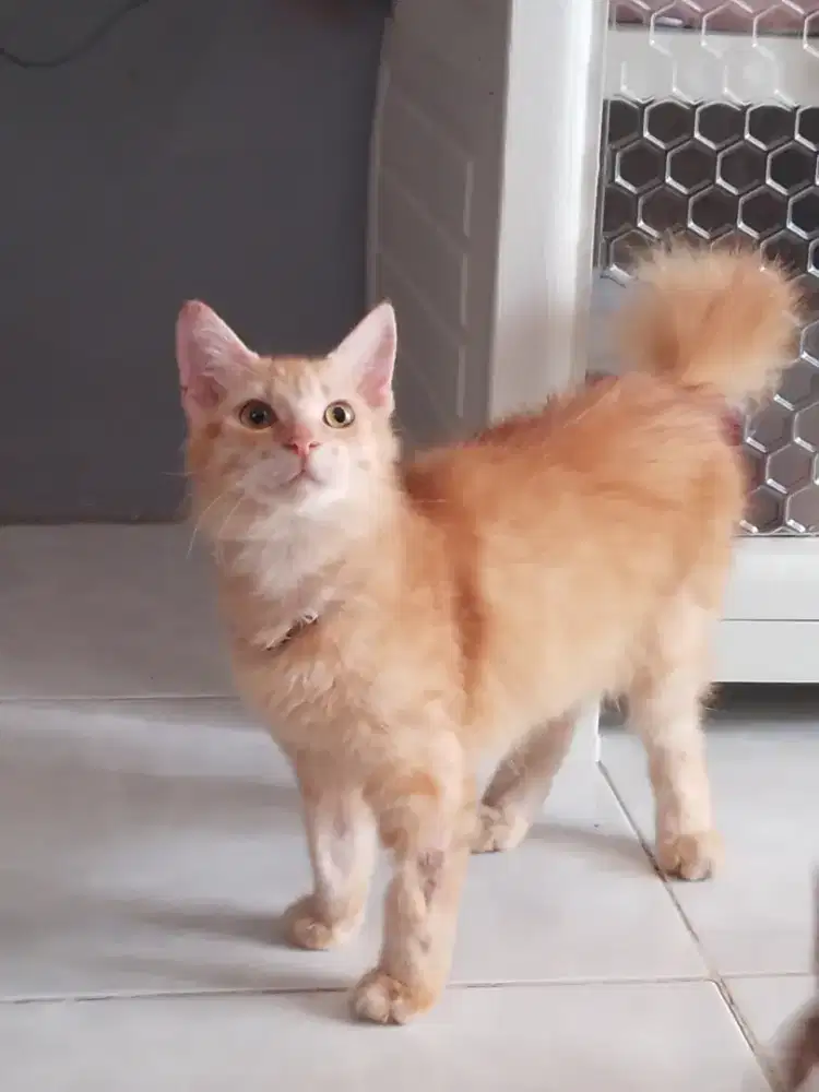 Dijual kucing anggora oren jantan usia 6 bulan bulu tebal