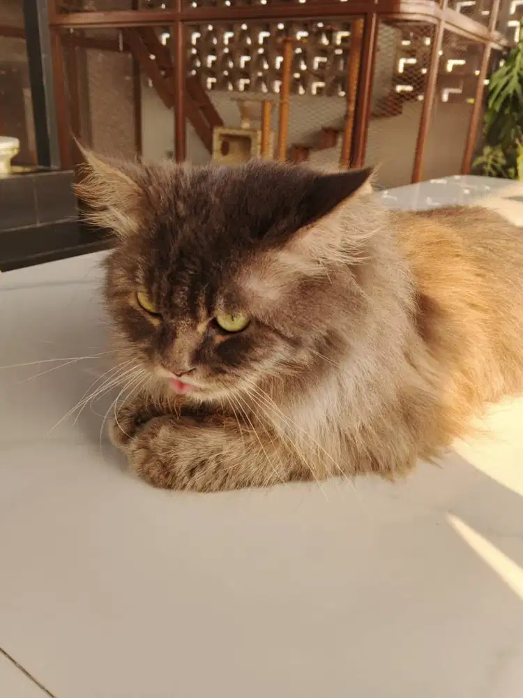 DIJUAL KUCING PERSIA - SIAP ADOPSI