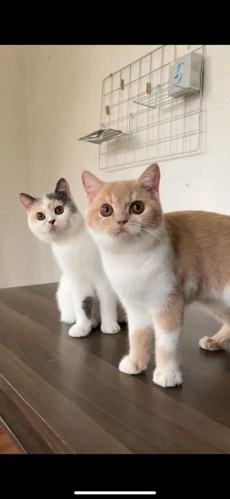 British shorthair female