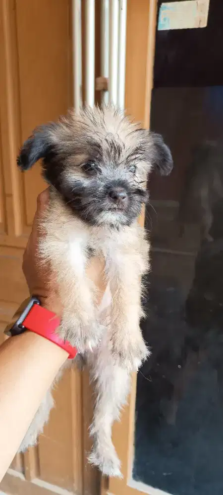 Open adopt puppies silangan Schnauzer dan Poodle usia 2 bulan