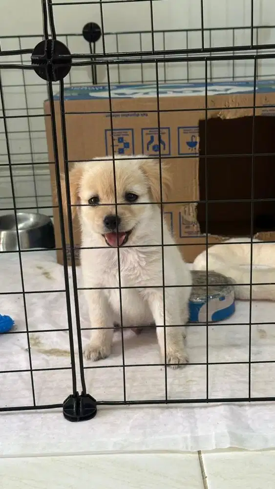 POM MIX PEKINGESE