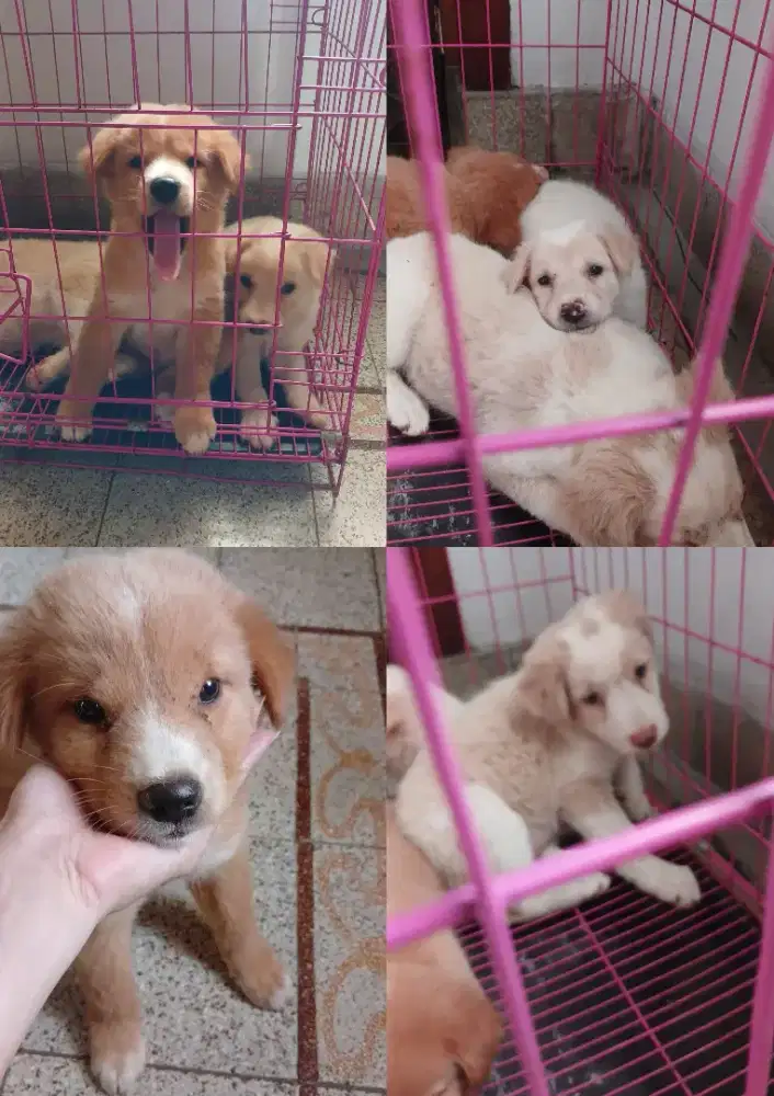 Anak Anjing Lucu