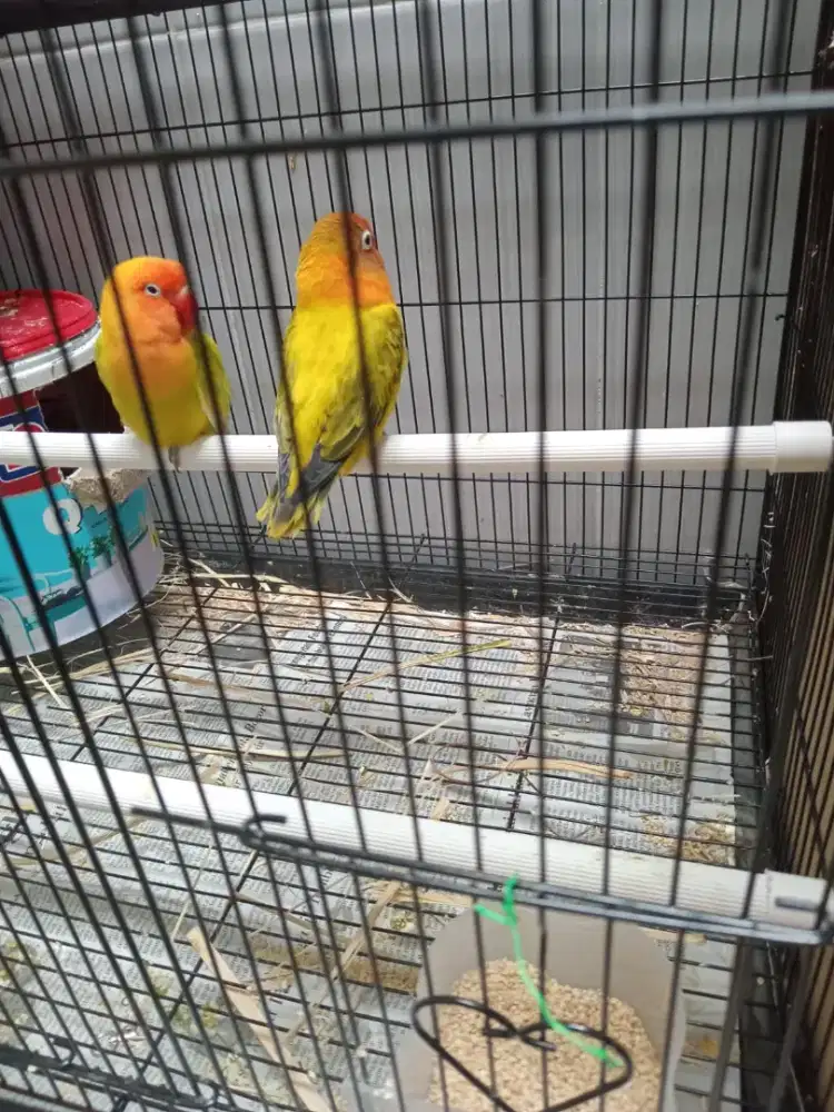 Burung lovebird sepasang paskun dan ewing