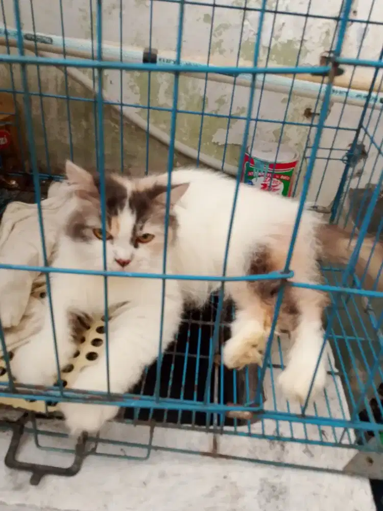 Di jual kucing perisa betina
