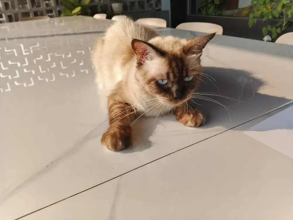 DIJUAL KUCING PERSIA - SIAP ADOPSI