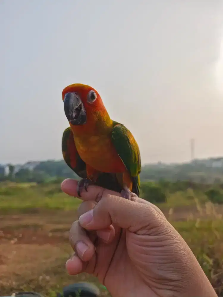 Burung Sun Conure skill free fly DNA sexing