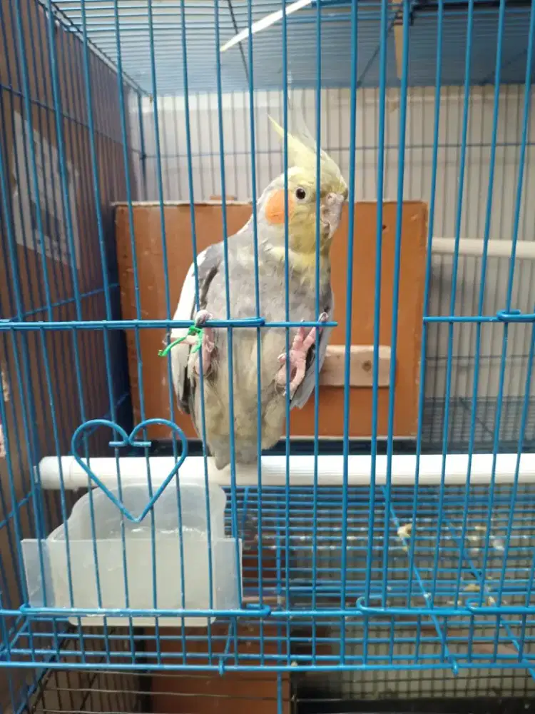 Burung Falk /Parkit australi jantan dewasa