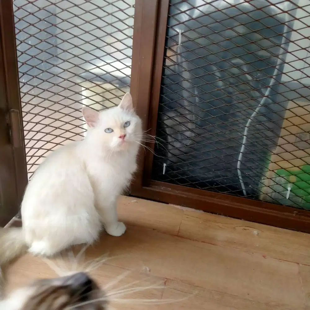 DIJUAL KUCING PERSIA - SIAP ADOPSI