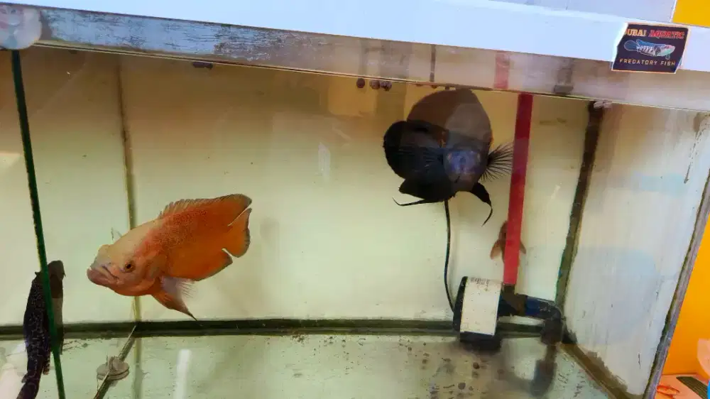 JUAL CEPAT IKAN OSCAR PARIS ALBINO DAN OSCAR TIGER
