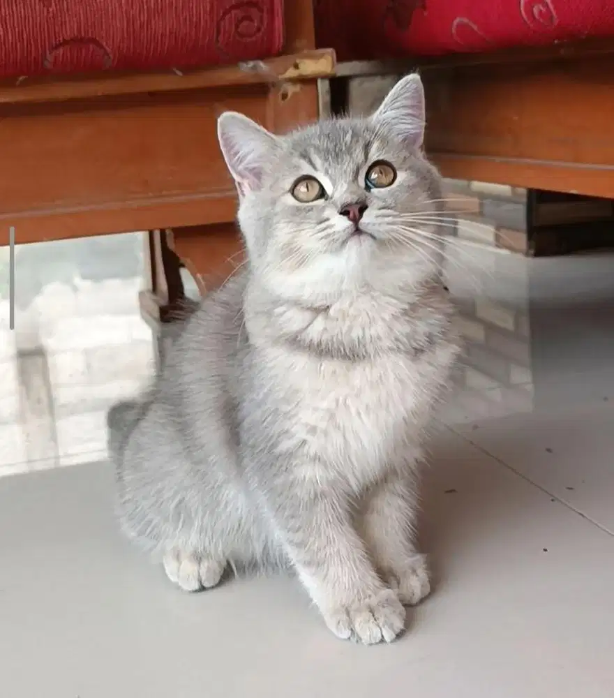 Kucing British Shorthair