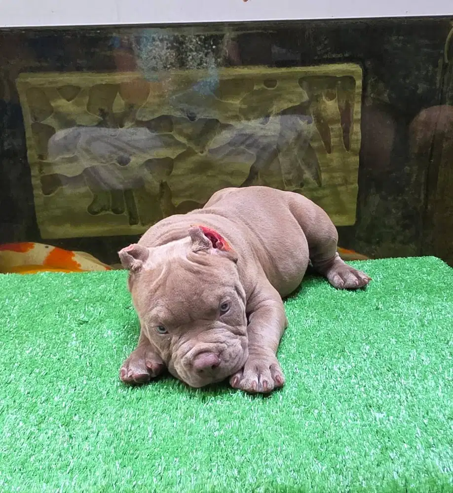 Dijual Exotic American Bully Puppies Jantan Lilac Blue Eyes