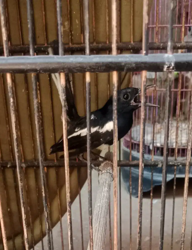 Burung kacer poci vortot monggo di pilih