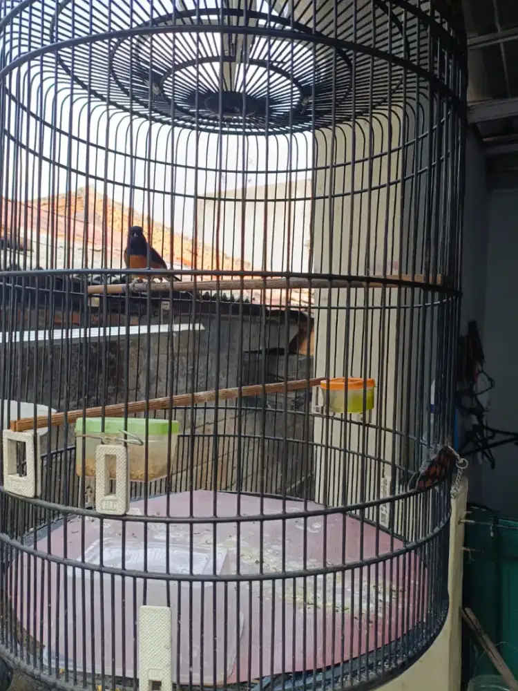Dijual burung murai betina full set