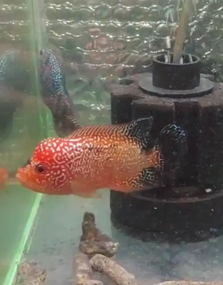 ikan lohan gb cencu 8cm full mutiara