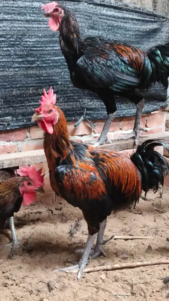 Ayam Pelung Asli
