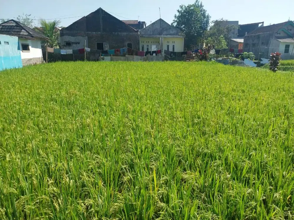 Dijual Tanah sawah milik pribadi