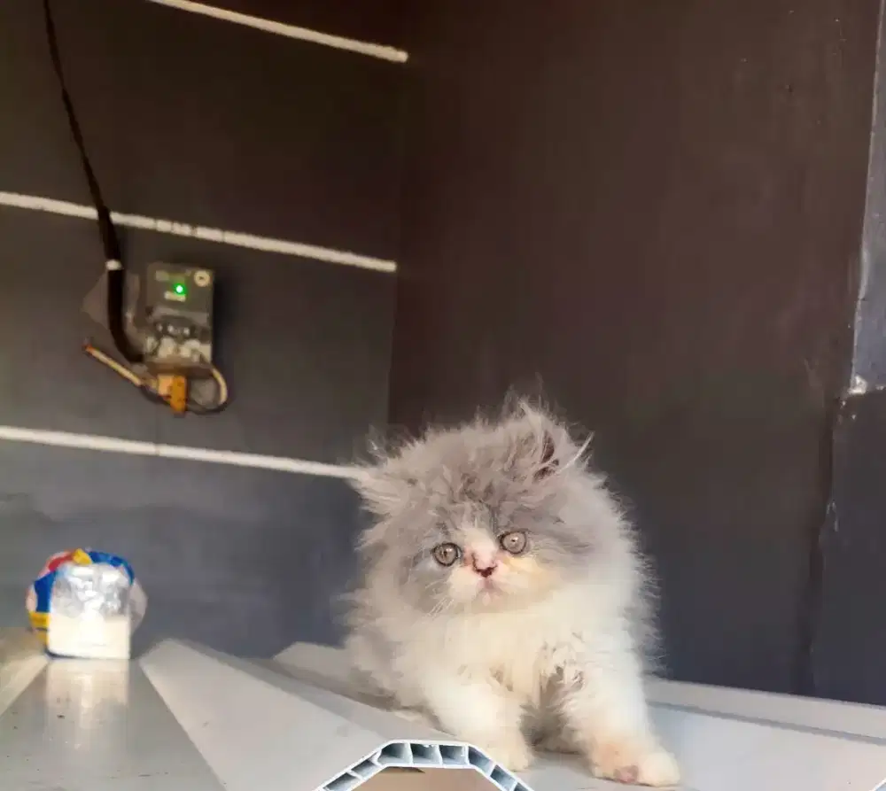Kucing Persia peaknose