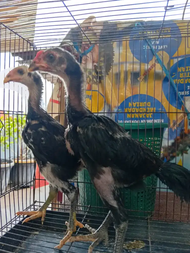 Ayam bangkok sepasang